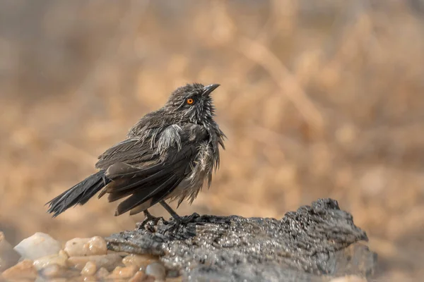 Arrow Marked Babbler Shaking Feather Bath Kruger National Park South — Stock Photo, Image