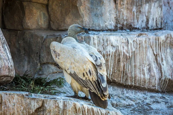 Cape Vulture in Vulpro rehabilitation center, South Africa ; Specie Gyps coprotheres family of Accipitridae