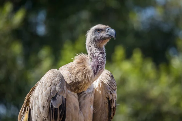 Cape Vulture Portrait Vulpro Rehabilitation Center South Africa Specie Gyps — Stock Photo, Image