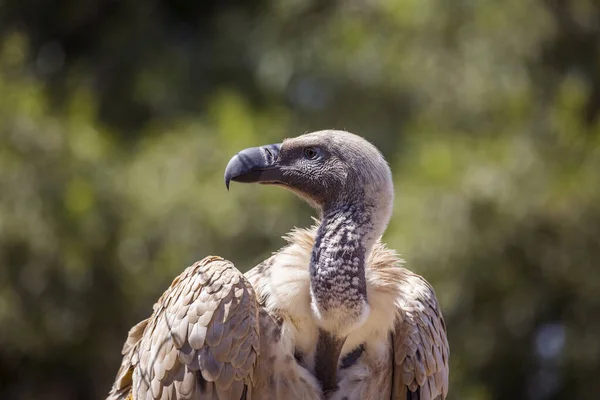 Cape Vulture Portrait Vulpro Rehabilitation Center South Africa Specie Gyps — Stock Photo, Image
