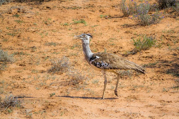 Kori Bustard Walking Desert Kgalagadi Transborder Park África Sul Specie — Fotografia de Stock