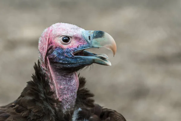 Lappet Faced Vulture Portrait Isolated Natural Background Vulpro Rehabilitation Center — Stock Photo, Image