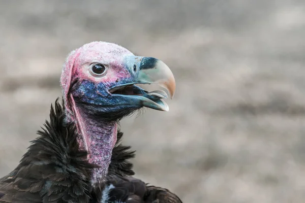 Lappet Faced Vulture Portrait Isolated Natural Background Vulpro Rehabilitation Center — Stock Photo, Image