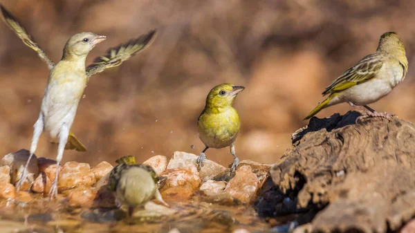 Menor Tecelão Mascarado Aldeia Buraco Água Parque Nacional Kruger África — Fotografia de Stock