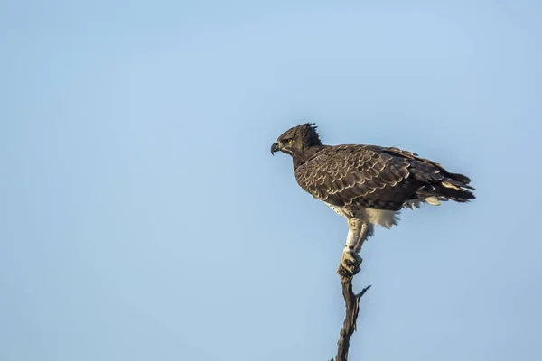 Martial Eagle Güney Afrika Daki Kruger Ulusal Parkı Nda Mavi — Stok fotoğraf