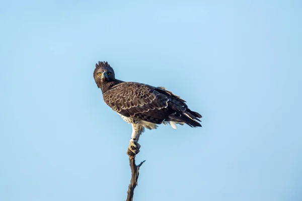Martial Eagle Neergestreken Geïsoleerde Blauwe Lucht Kruger National Park Zuid — Stockfoto