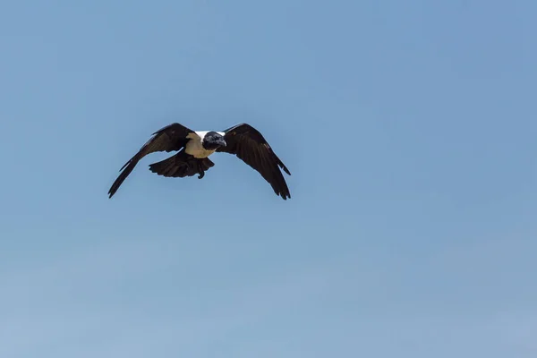African Pied Crow Volando Aislado Cielo Azul Centro Rehabilitación Vulpro — Foto de Stock