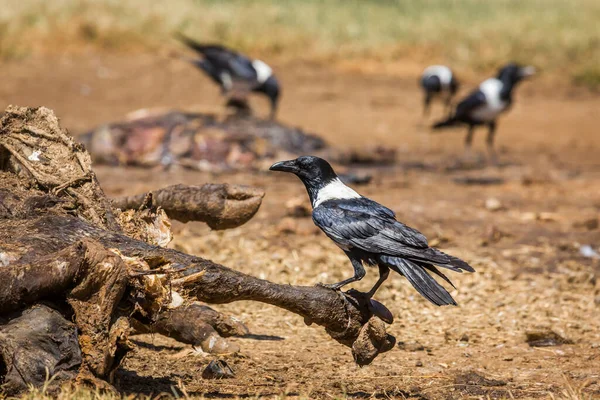 在南非Vulpro康复中心 非洲黑鸦群正在清理牛尸体 Corvus Albus Corvidae科物种 — 图库照片