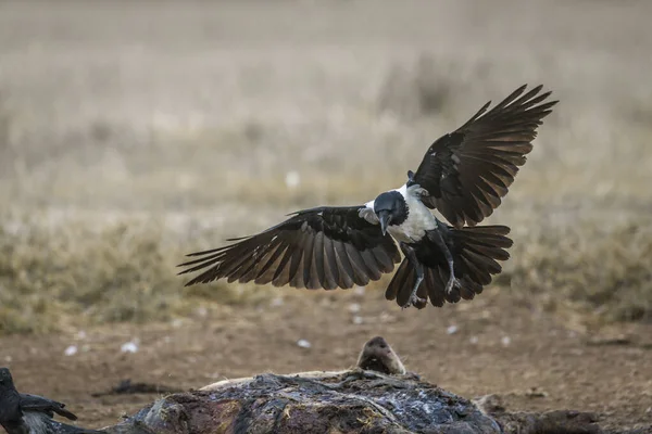 Africano Pied Crow Voando Sobre Uma Carcaça Centro Reabilitação Vulpro — Fotografia de Stock