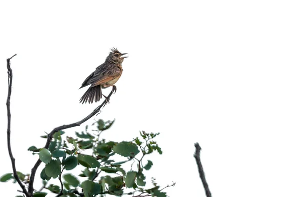 Rufous Naped Lark Zpěv Usazený Pobočce Kruger National Park Jižní — Stock fotografie