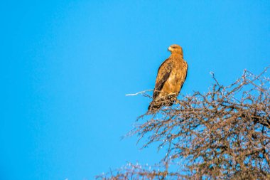 Wahlberg 'in Kartalı Güney Afrika' daki Kgalagadi sınır ötesi parkında mavi gökyüzünde izole edildi; Accipitridae ailesinden Specie Hieraaetus wahlbergi