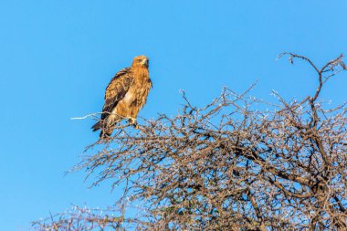 Wahlberg 'in Kartalı Güney Afrika' daki Kgalagadi sınır ötesi parkında mavi gökyüzünde izole edildi; Accipitridae ailesinden Specie Hieraaetus wahlbergi