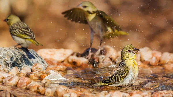 Tři Vesnice Tkalcovství Koupání Vodní Díře Kruger National Park Jižní — Stock fotografie