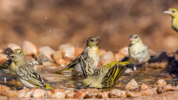 Três Aldeia Tecelão Banho Buraco Água Parque Nacional Kruger África — Fotografia de Stock