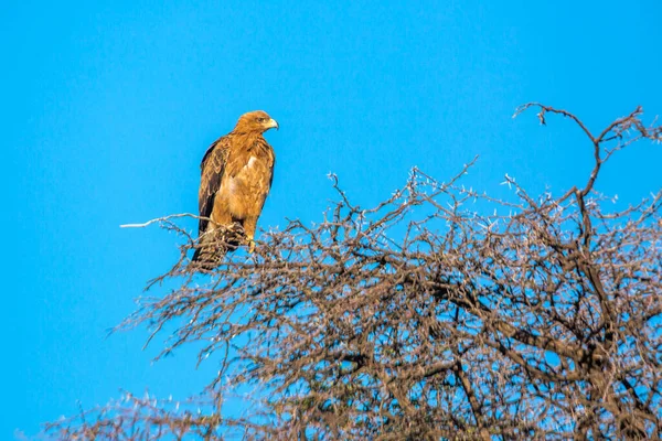 南アフリカのKgalagadi国境公園の青い空に隔離されたWahlberg Eagle Acipitridaeの種Hieraaetus Walbergi家族 — ストック写真