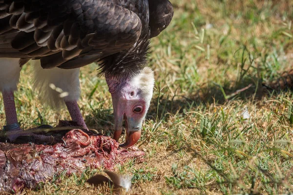 Close up of white headed vulture scavenging in Vulpro rehabilitation center, South Africa ; Specie  Torgos tracheliotos family of Accipitridae