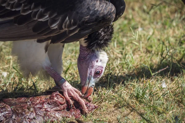 Close White Headed Vulture Scavenging Vulpro Rehabilitation Center South Africa — Stock Photo, Image