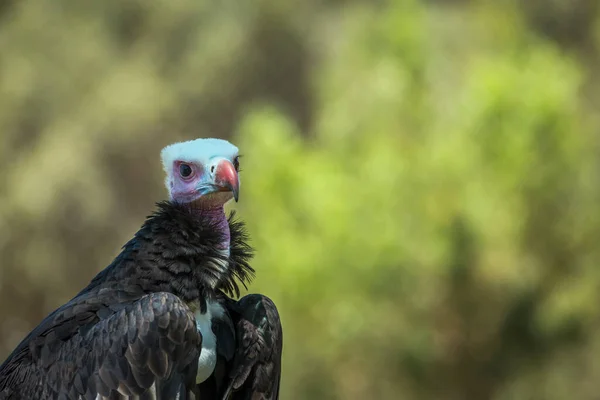 White Headed Vulture Portrait Isolated Natural Background Vulpro Rehabilitation Center — Stock Photo, Image