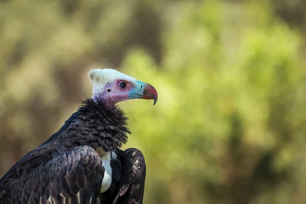 White Headed Vulture Portrait Isolated Natural Background Vulpro Rehabilitation Center — Stock Photo, Image