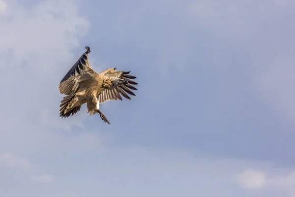 White back vulture in flight in Vulpro rehabilitation center, South Africa;