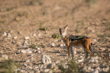 Güney Afrika 'da Kgalagadi sınır ötesi parkındaki kurak arazide duran kara çakalı; Canidae familyasından Specie Canis