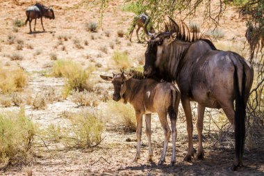 Güney Afrika 'daki Kgalagadi sınır ötesi parkında mavi antilop anne ve yavrusu Bovidae ailesinden Specie Connochaetes taurinus