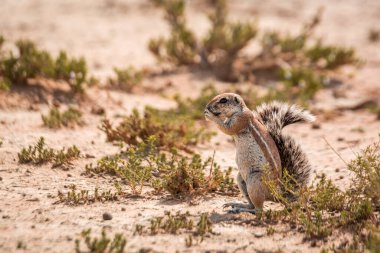 Güney Afrika 'daki Kgalagadi sınır ötesi parkında tohum yiyen Cape yer sincabı; Sciuridae familyasından Specie Xerus inauris