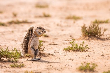 Güney Afrika 'daki Kgalagadi sınır ötesi parkında tohum yiyen Cape yer sincabı; Sciuridae familyasından Specie Xerus inauris