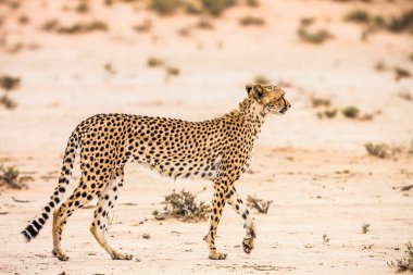 Güney Afrika 'da Kgalagadi sınır ötesi parkında yürüyen çita manzarası; Felidae ailesinden Specie Acinonyx jubatus