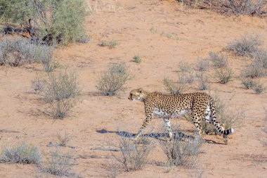 Güney Afrika, Kgalagadi sınır ötesi parkında çita; Felidae familyasından Specie Acinonyx jubatus