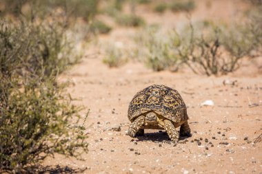 Güney Afrika 'daki Kgalagadi transfrontier parkında, Tür Stigmochelys pardalis ailesi Testudinidae' de karada yürüyen leopar kaplumbağa.