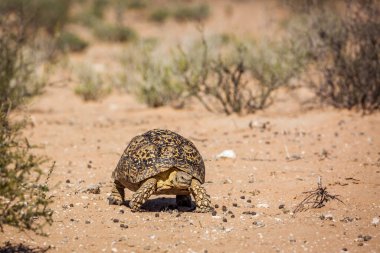 Güney Afrika 'daki Kgalagadi transfrontier parkında, Tür Stigmochelys pardalis ailesi Testudinidae' de karada yürüyen leopar kaplumbağa.