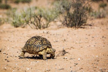 Güney Afrika 'daki Kgalagadi transfrontier parkında, Tür Stigmochelys pardalis ailesi Testudinidae' de karada yürüyen leopar kaplumbağa.