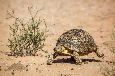 Güney Afrika 'daki Kgalagadi transfrontier parkında, Tür Stigmochelys pardalis ailesi Testudinidae' de karada yürüyen leopar kaplumbağa.