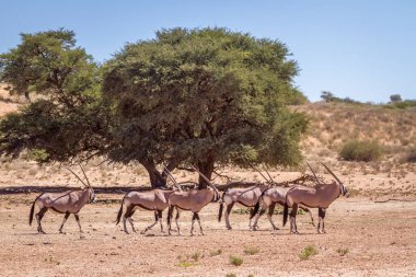 Güney Afrika 'nın Kgalagadi sınır ötesi parkındaki çöl manzarasında küçük bir Güney Afrika antilobu grubu Bovidae familyasından Specie Oryx gazella.