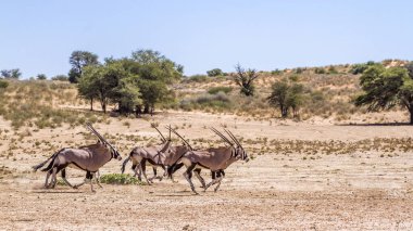 Güney Afrika 'nın Kgalagadi sınır ötesi parkında çöl manzarasında koşan küçük bir Güney Afrika antilop grubu Bovidae familyasından Specie Oryx gazella.