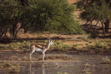 Springbok Güney Afrika 'daki Kgalagari sınır ötesi parkında yağmurdan sonra ayakta duruyor. Bovidae familyasından Specie Antidorcas Marsupialis