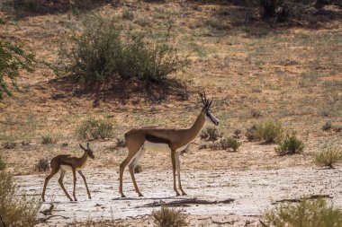 Güney Afrika 'da Kgalagari sınır ötesi parkında yavrusu olan Springbok dişisi Bovidae familyasından Specie Antidorcas Marsupialis.