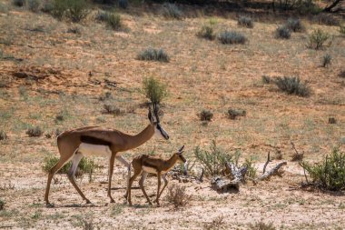 Güney Afrika 'da Kgalagari sınır ötesi parkında yavrusu olan Springbok dişisi Bovidae familyasından Specie Antidorcas Marsupialis.