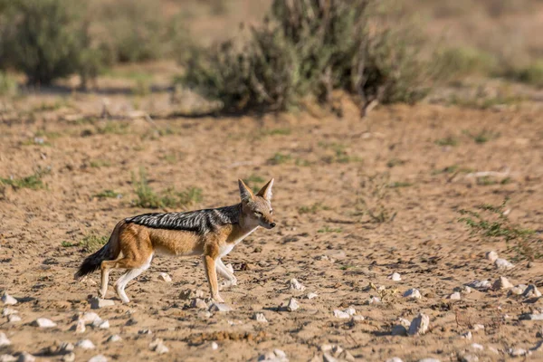 Chacal Negro Caminando Tierra Árida Parque Transfronterizo Kgalagadi Sudáfrica Especie —  Fotos de Stock