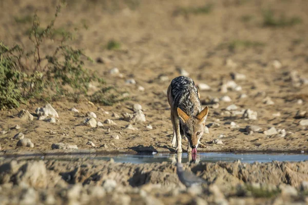 Schwarzrückenschakale Trinken Wasserloch Kgalagadi Grenzpark Südafrika Familie Der Canidae Der — Stockfoto
