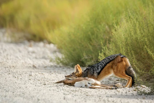 Schwarzer Rückenschakal Tötet Springbockbaby Kgalagadi Grenzpark Südafrika Familie Der Canidae — Stockfoto