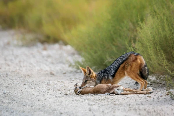 Chacal Preto Matando Springbok Bebê Parque Transfronteiriço Kgalagadi África Sul — Fotografia de Stock