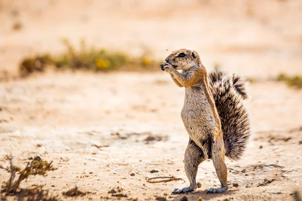 Cape Ground Squirrel Eating Seed Dry Land Kgalagadi Transfrontier Park — Stock Photo, Image