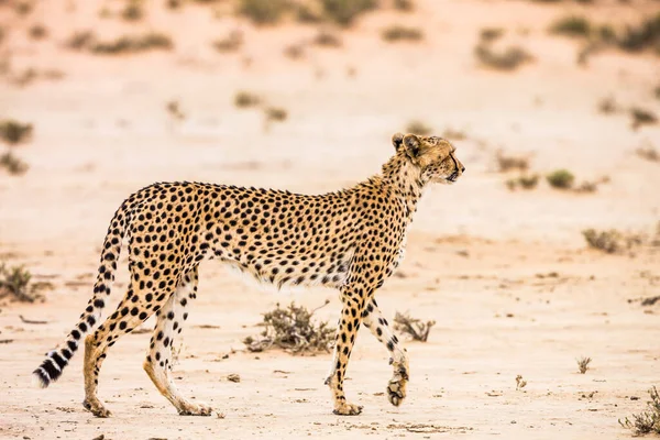 Güney Afrika Kgalagadi Sınır Ötesi Parkında Yürüyen Çita Manzarası Felidae — Stok fotoğraf