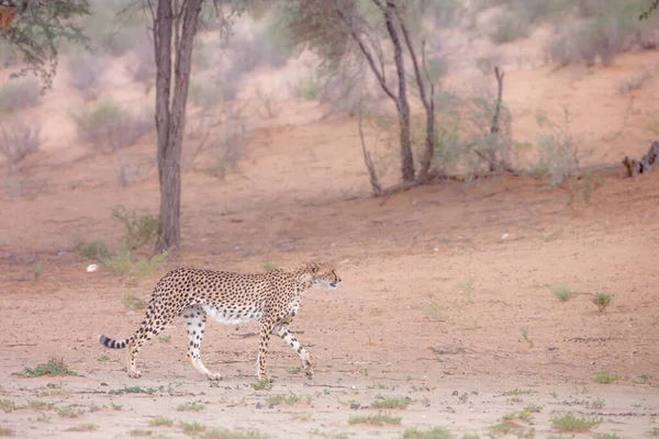 Gepard Spacerujący Suchej Ziemi Parku Transgranicznym Kgalagadi Rpa Gatunek Acinonyx — Zdjęcie stockowe