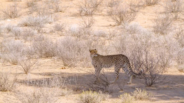 Cheetah Staande Boomschaduw Kgalagadi Transfrontier Park Zuid Afrika Soort Acinonyx — Stockfoto