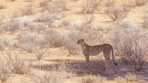 Cheetah站在南非Kgalagadi跨界公园的树荫下 Felidae的Specie Acinonyx Jubatus家族 — 图库照片