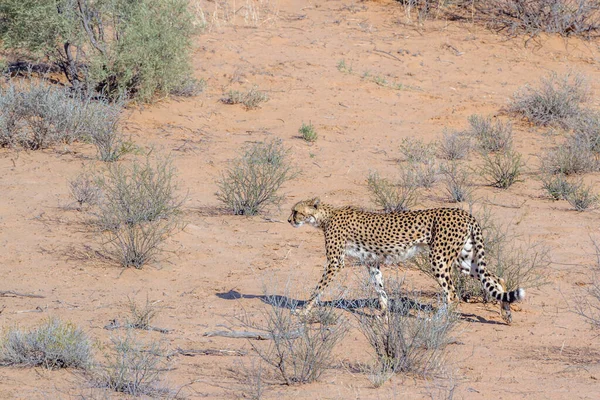 Cheetah Kgalagadi Přeshraniční Park Jižní Afrika Specie Acinonyx Jubatus Rodina — Stock fotografie