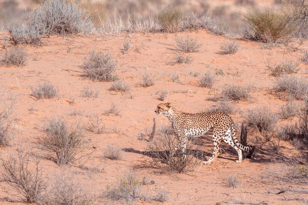 Güney Afrika Kgalagadi Sınır Ötesi Parkında Çita Felidae Familyasından Specie — Stok fotoğraf